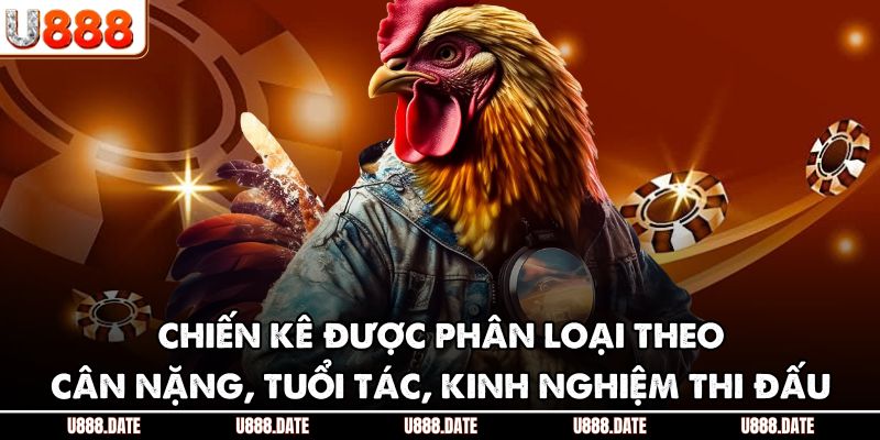 Đá Gà Thomo Trực Tiếp | Hướng Dẫn & Mẹo Chơi Hiệu Quả 3 Chiến kê được phân loại theo cân nặng, tuổi tác, kinh nghiệm thi đấu