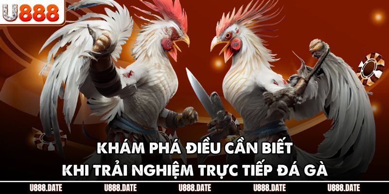 Trực Tiếp Đá Gà C3 | Trải Nghiệm Kịch Tính Và Lưu Ý Cần Biết 4 Khám phá điều cần biết khi trải nghiệm trực tiếp đá gà