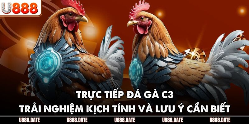Trực Tiếp Đá Gà C3 | Trải Nghiệm Kịch Tính Và Lưu Ý Cần Biết 1 Trực Tiếp Đá Gà C3 | Trải Nghiệm Kịch Tính Và Lưu Ý Cần Biết